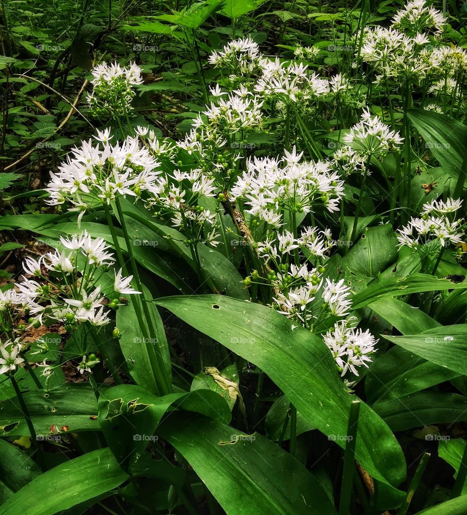 Wild garlic