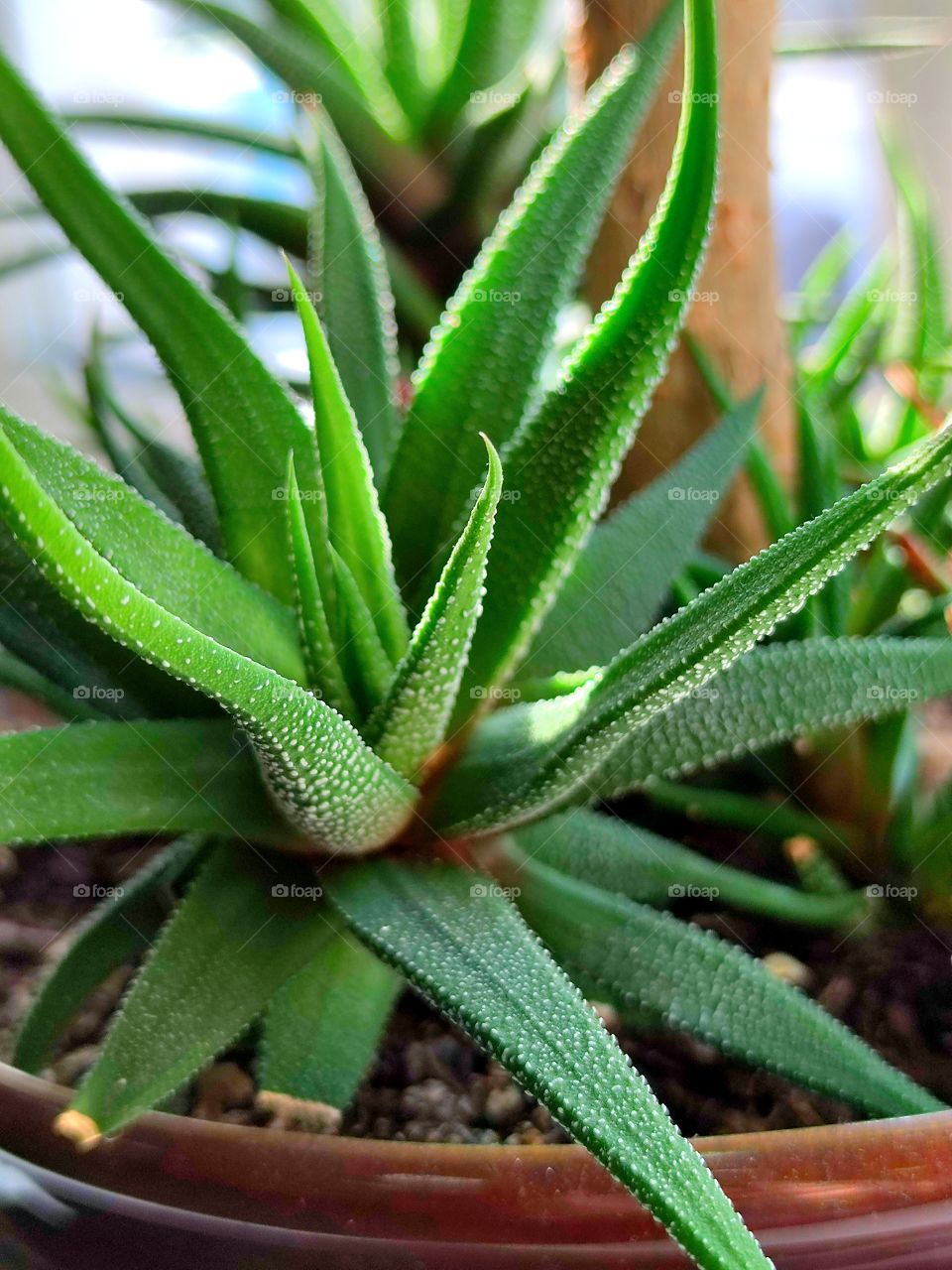 Green flower "Haworthia" in a pot on the window.  The succulent leaves of a plant exposed to sunlight