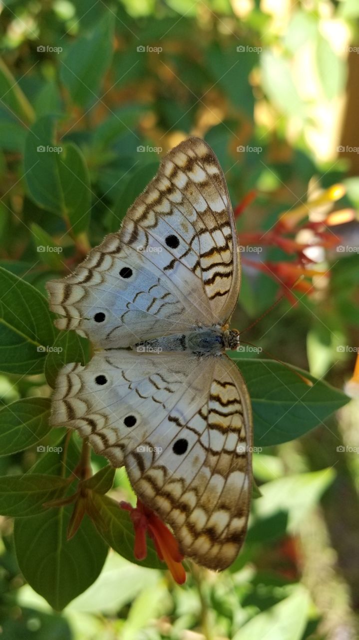 This beautiful butterfly was in the backyard,  stunning