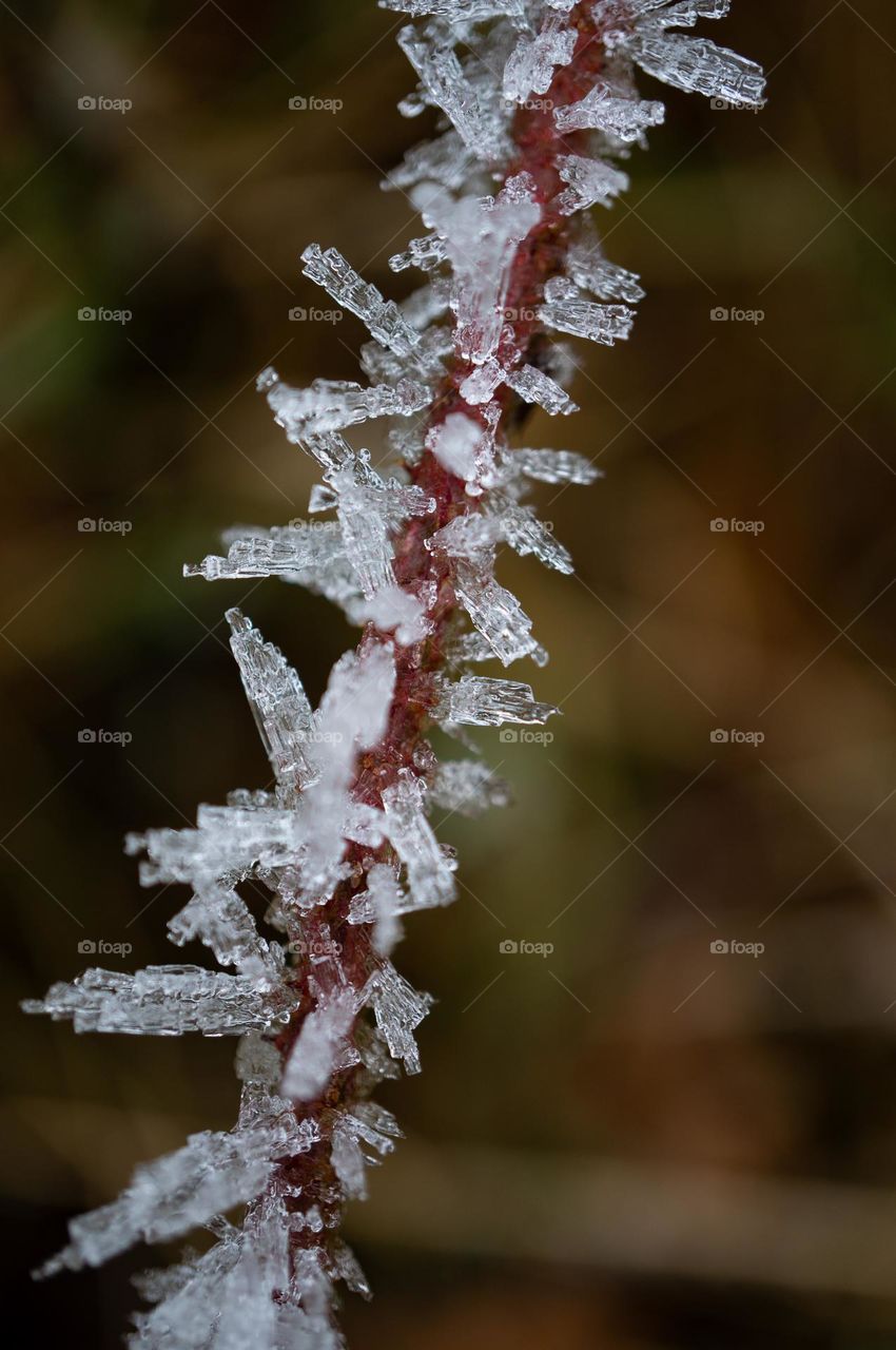 Ice on a branch: beginning of a snowy december
