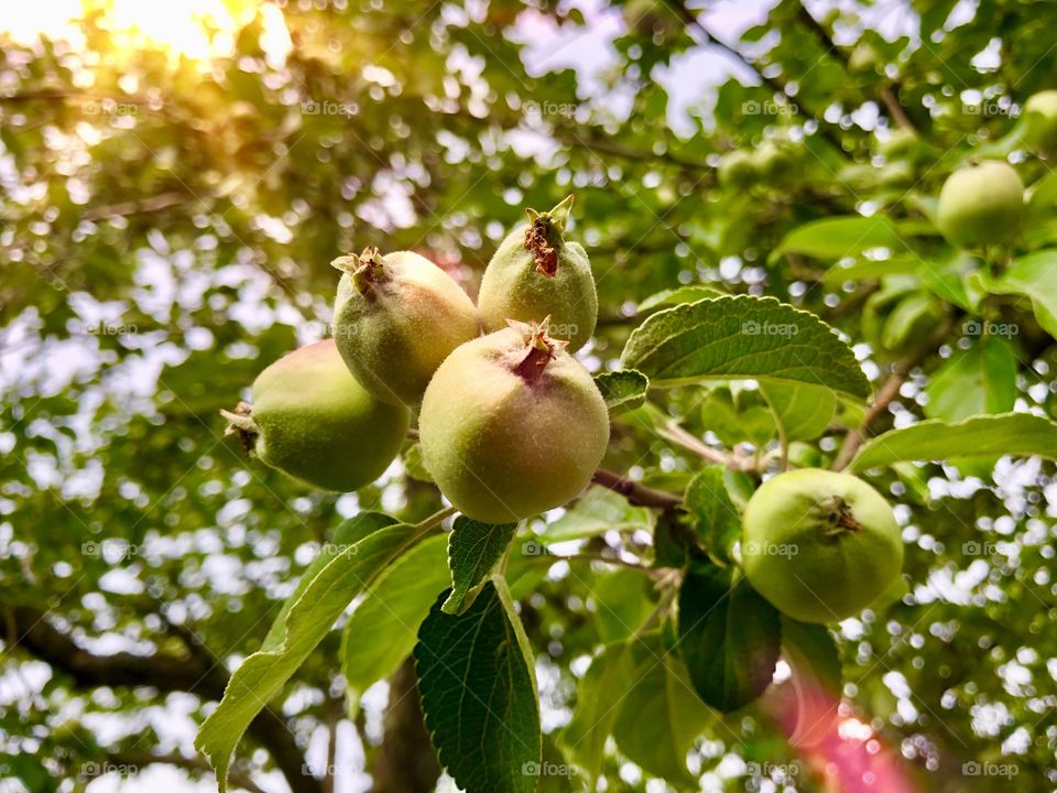 Apples in the sun