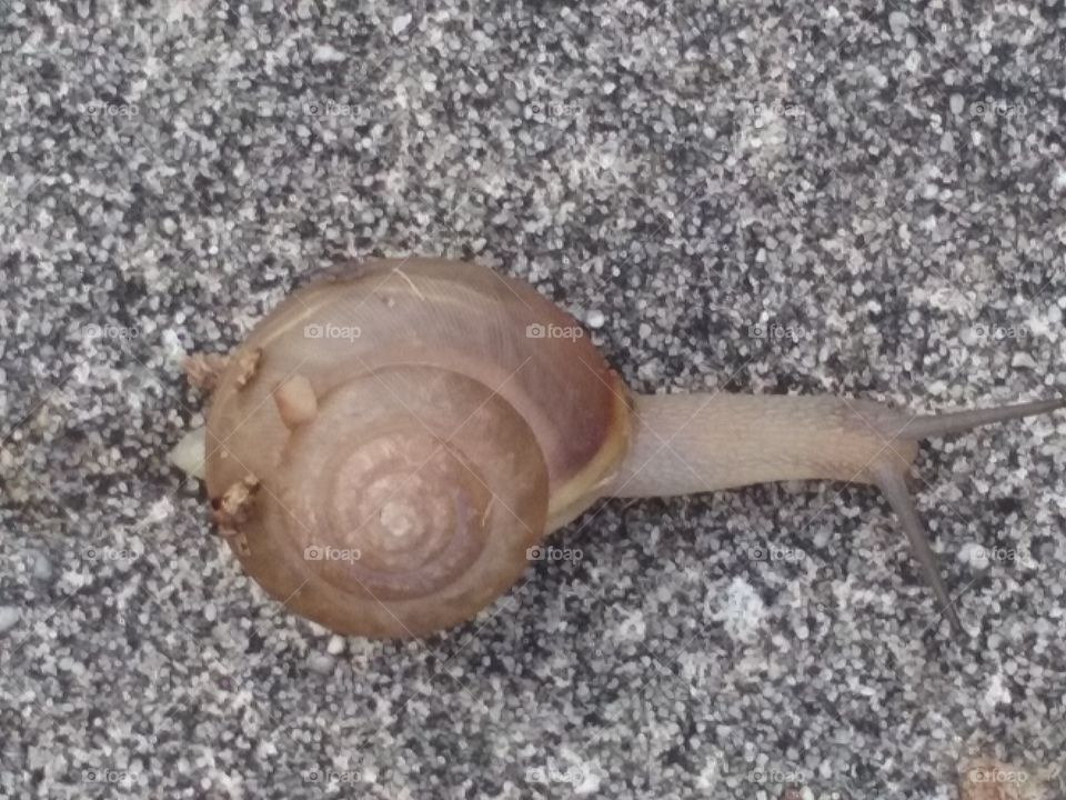 Mr. Snail