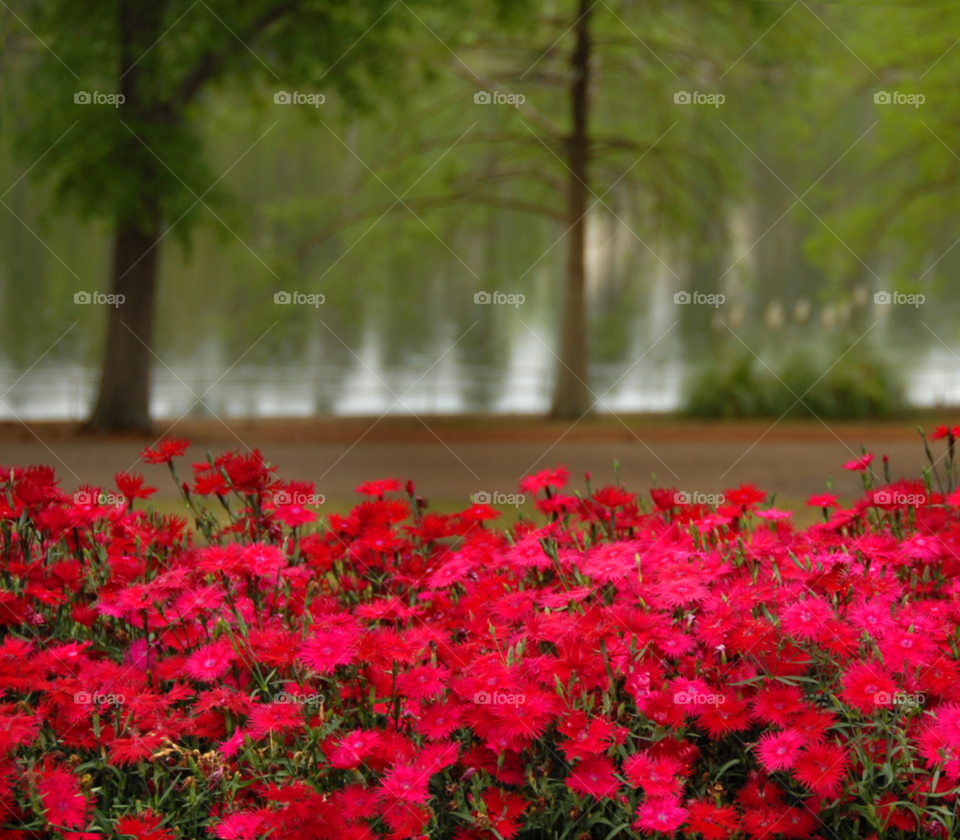 flowers pink lake cypress by lightanddrawing