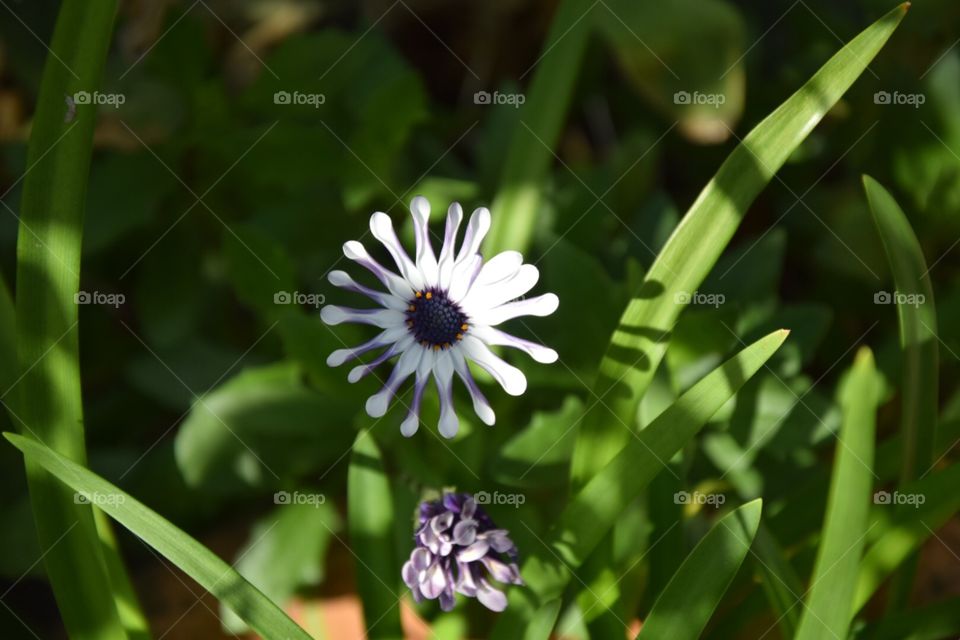 Flowers France 