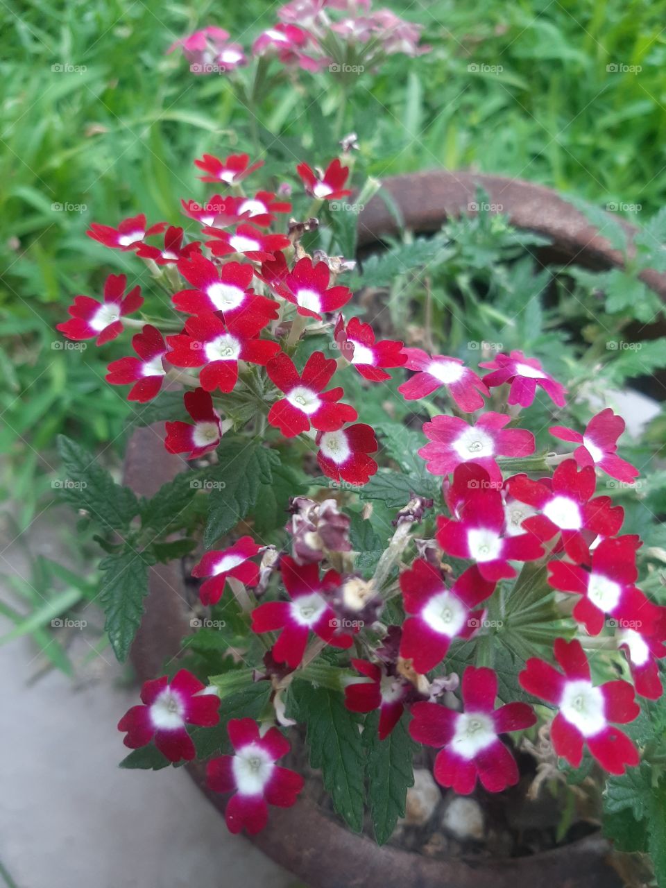 the red is color of passion and green is relax