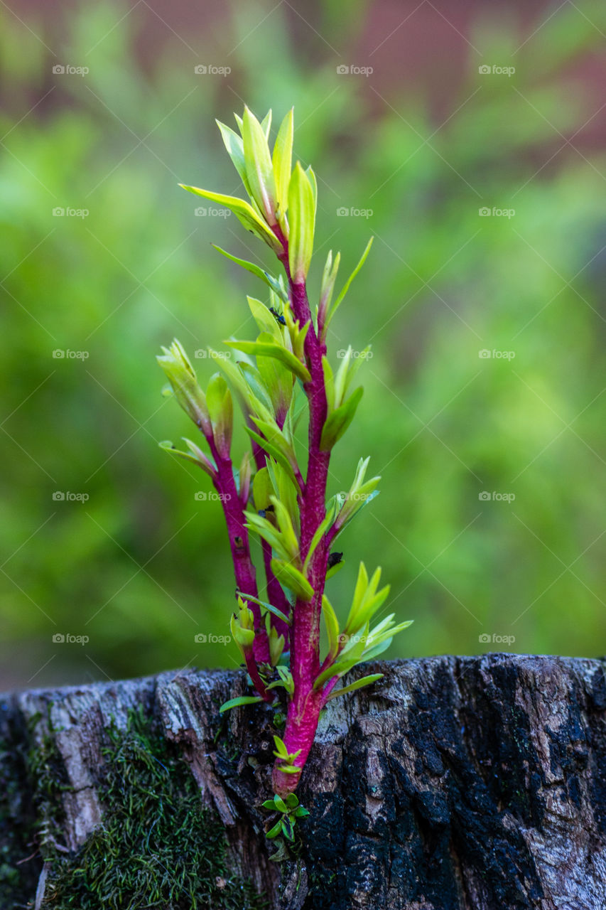 new growth from a cut down tree