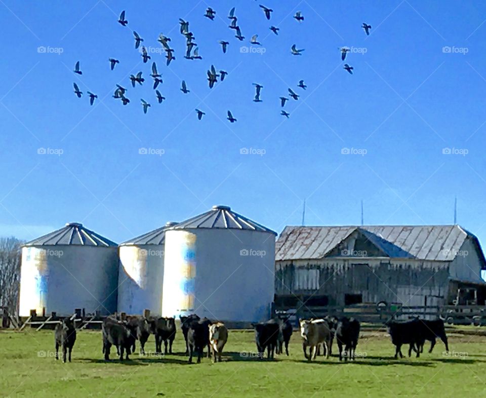 Birds and Cows