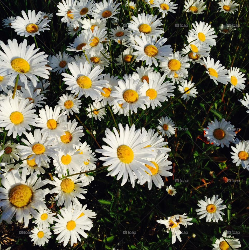 Daisy flowers in garden