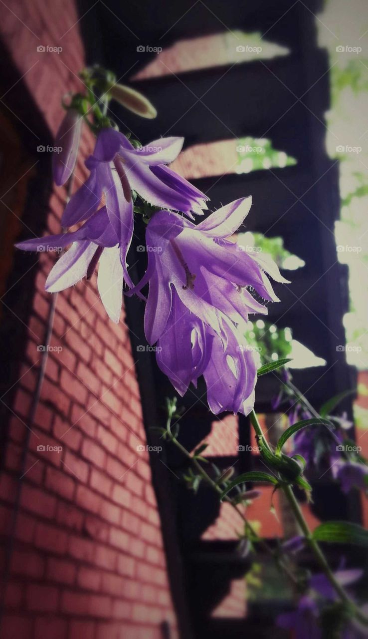 Close up of a purple wild flower in the city with a brick wall and staircase in the background