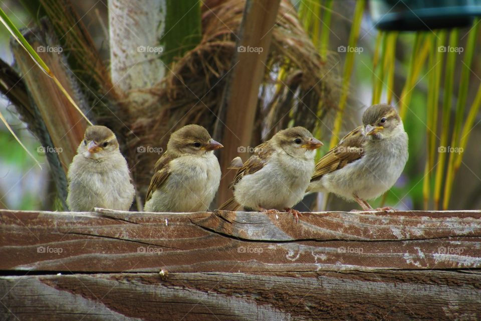 Young Sparrows