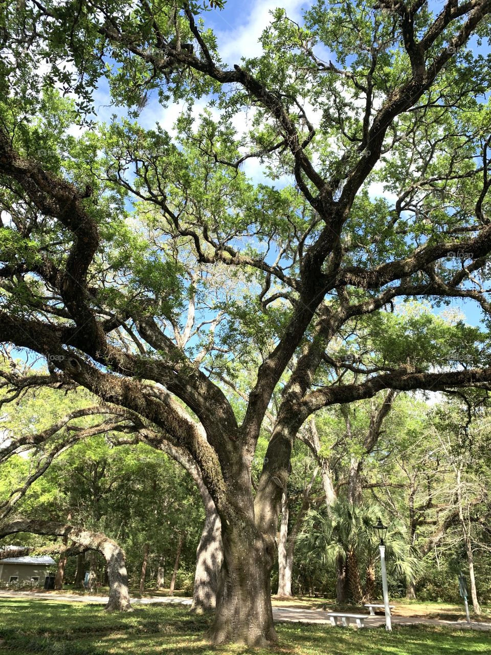 Eden Gardens State Park - With all the dismal news around the world - Take a walk through the park