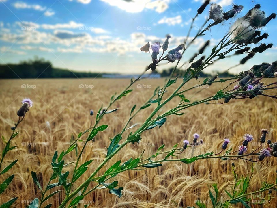 Rye field with purple thistles and small butterfly under blue cloudy sky