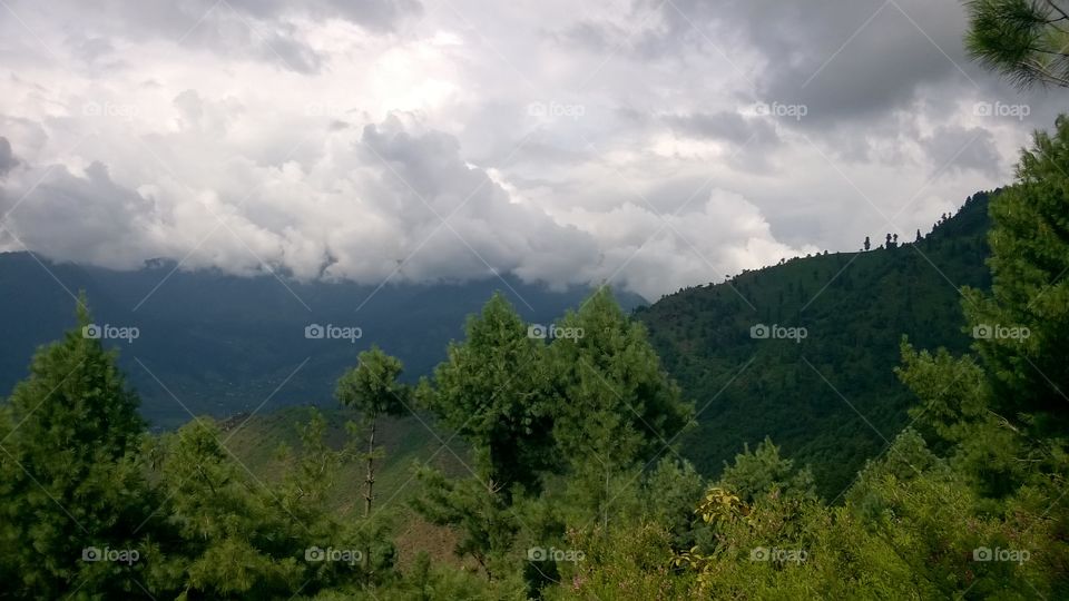 No Person, Tree, Nature, Wood, Landscape