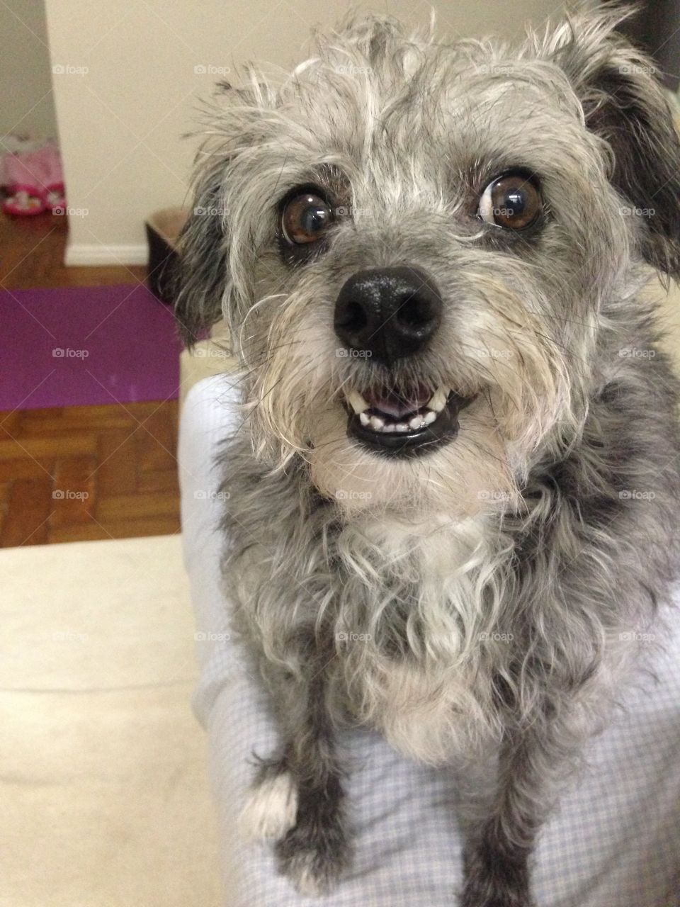 Rescued dog smiling 