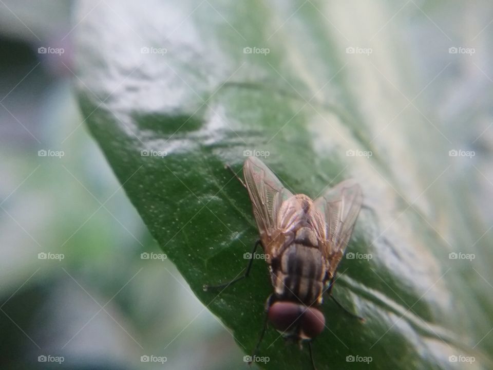 Nature, Insect, Outdoors, No Person, Fly