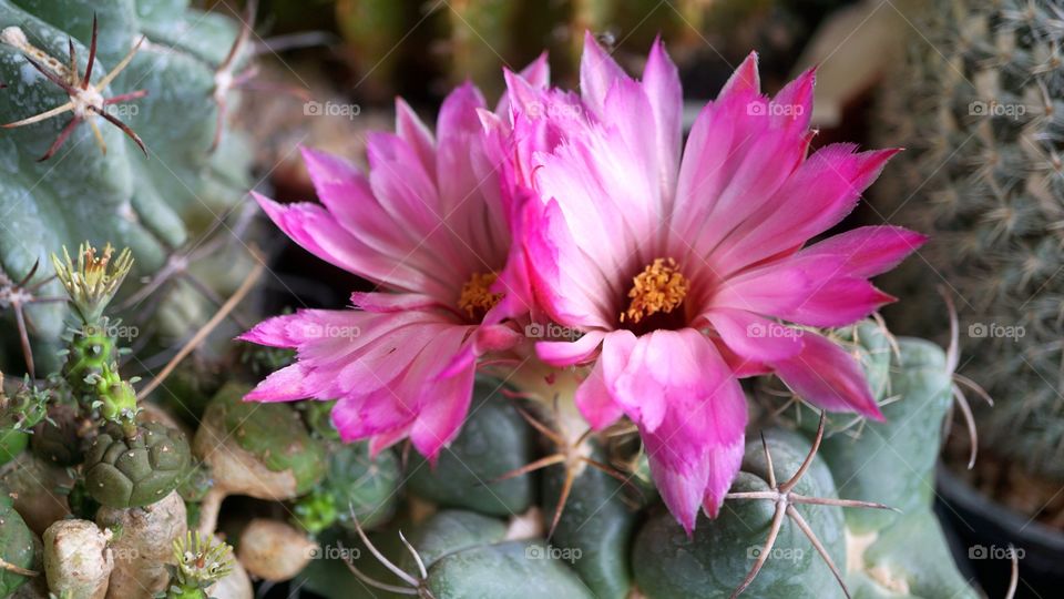 cactus flower