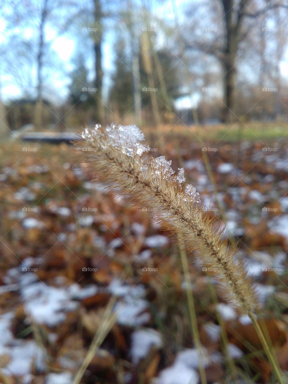 Spring arrival