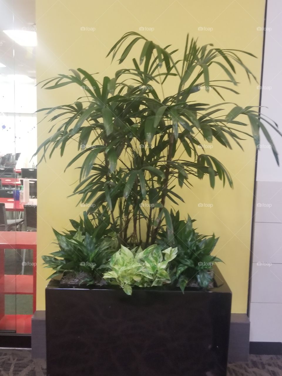 Potted plant in the mall
