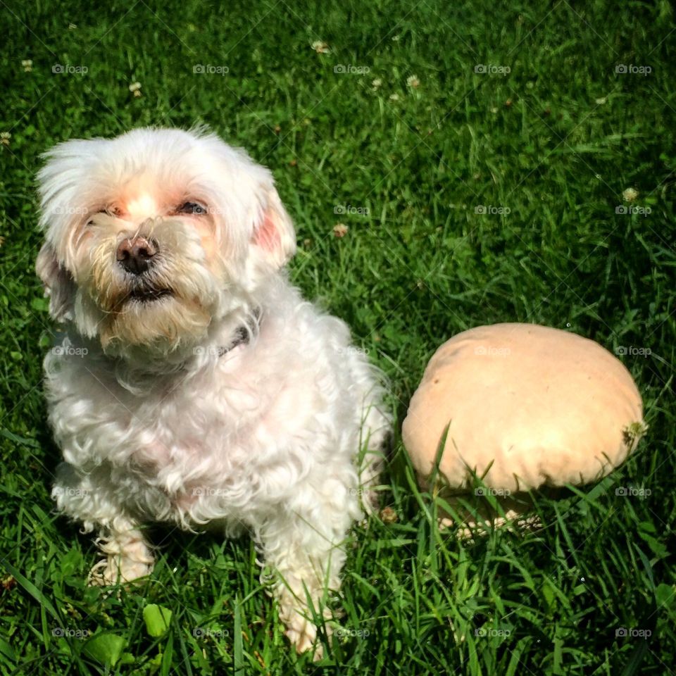 Cute  Maltese poodle with  a Mushroom in  the  grass 