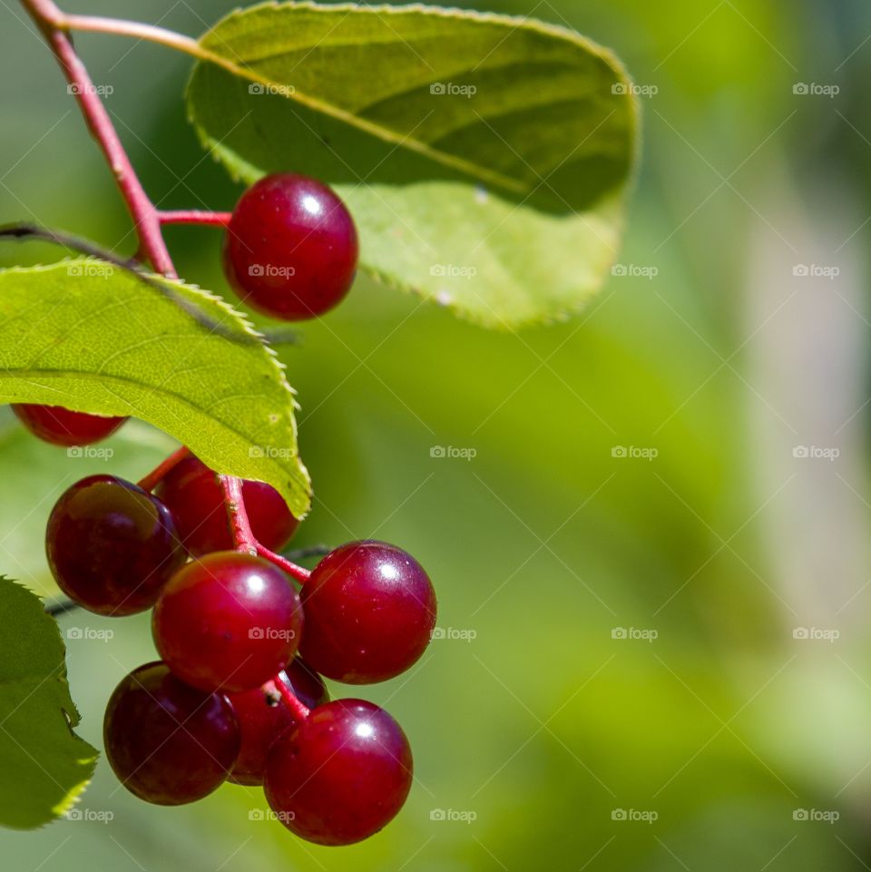 Wild red berries