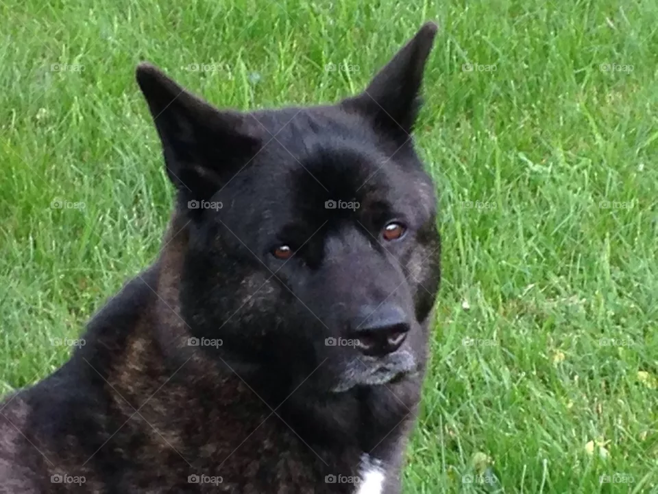 Akita