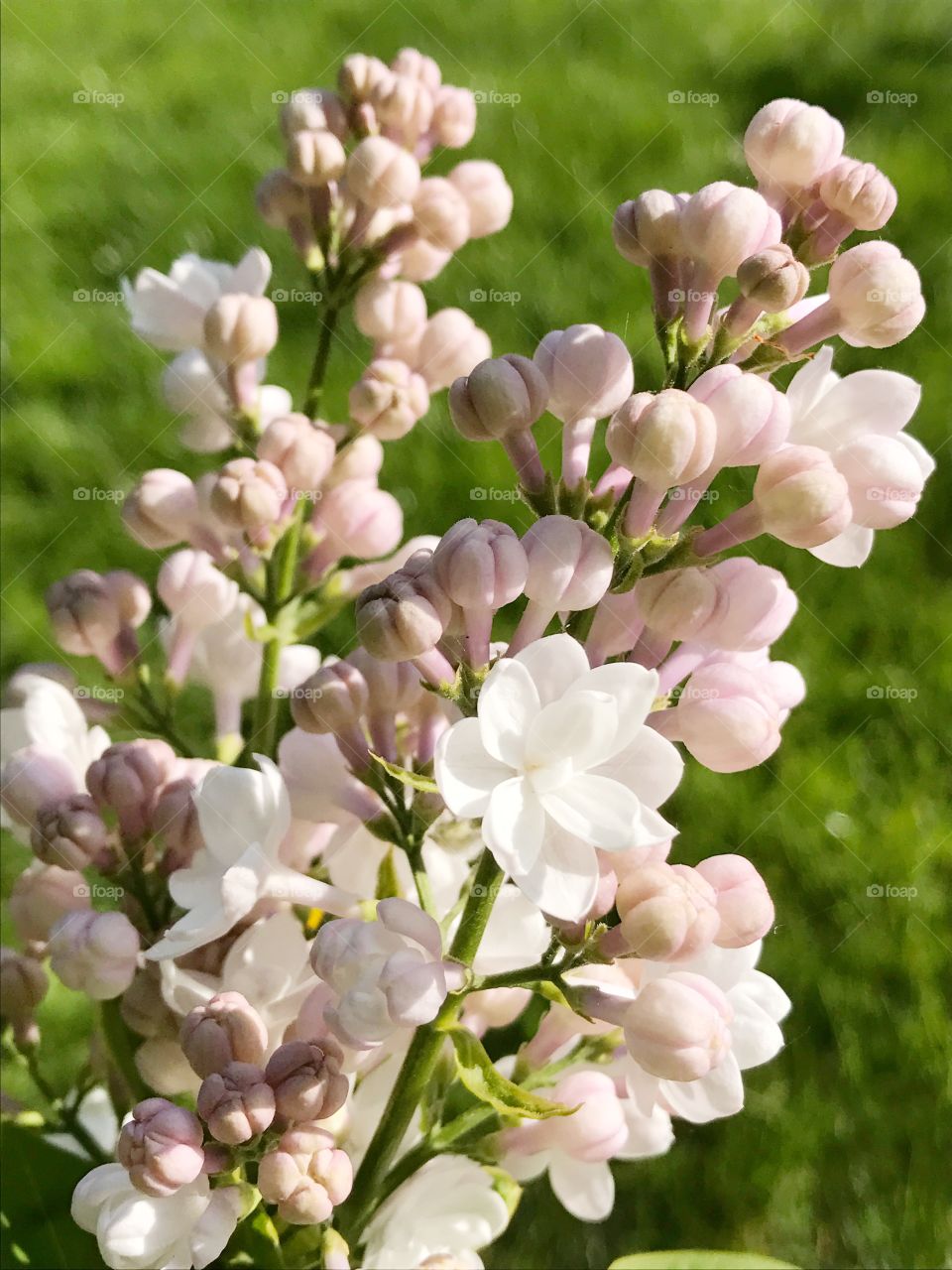 Common lilac, syringa vulgaris flowers in spring