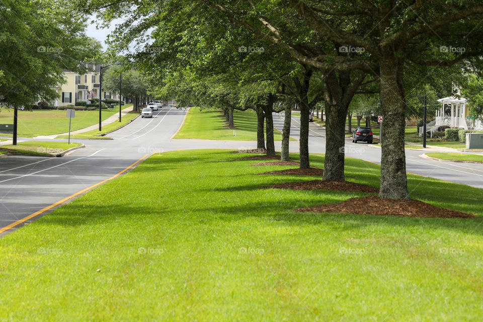 Freshly cut green grass in Florida summer time. 