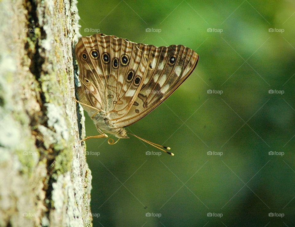 butterfly on a tree