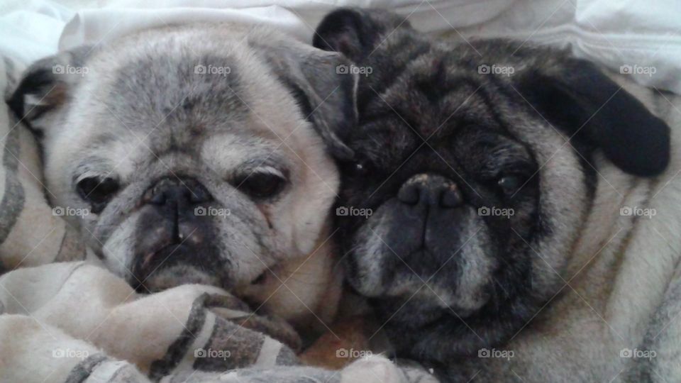 Good Morning Pugs. Waking up with our pugs Lacy & Lilly