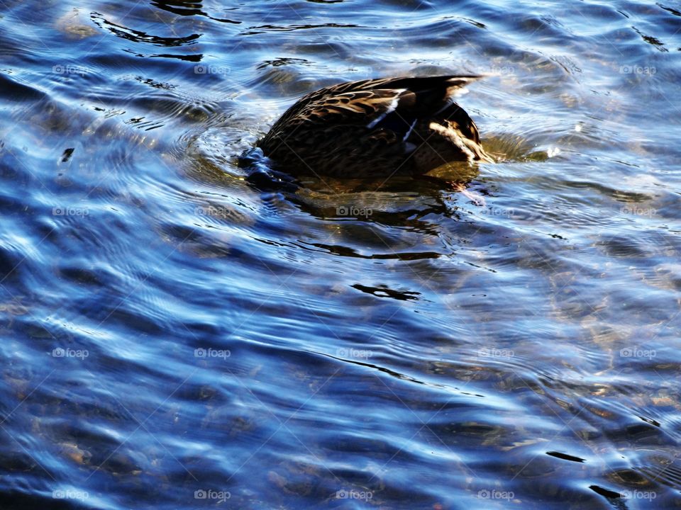 diving duck. funny duck diving all the time