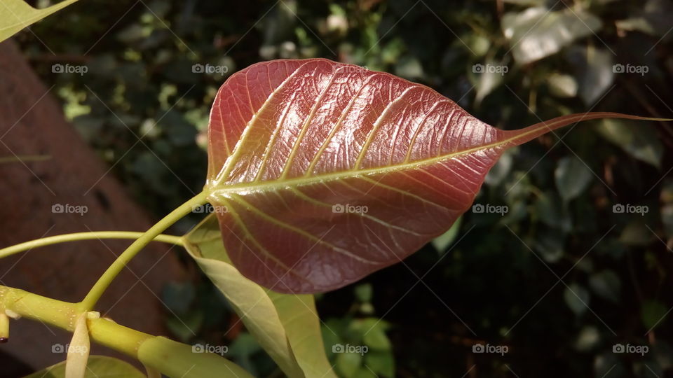 Leaf