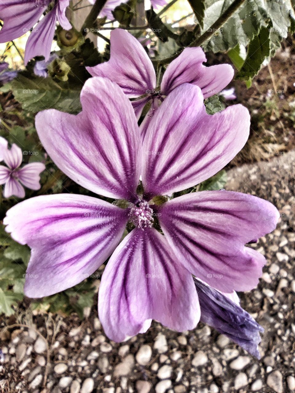 malva silvestre
