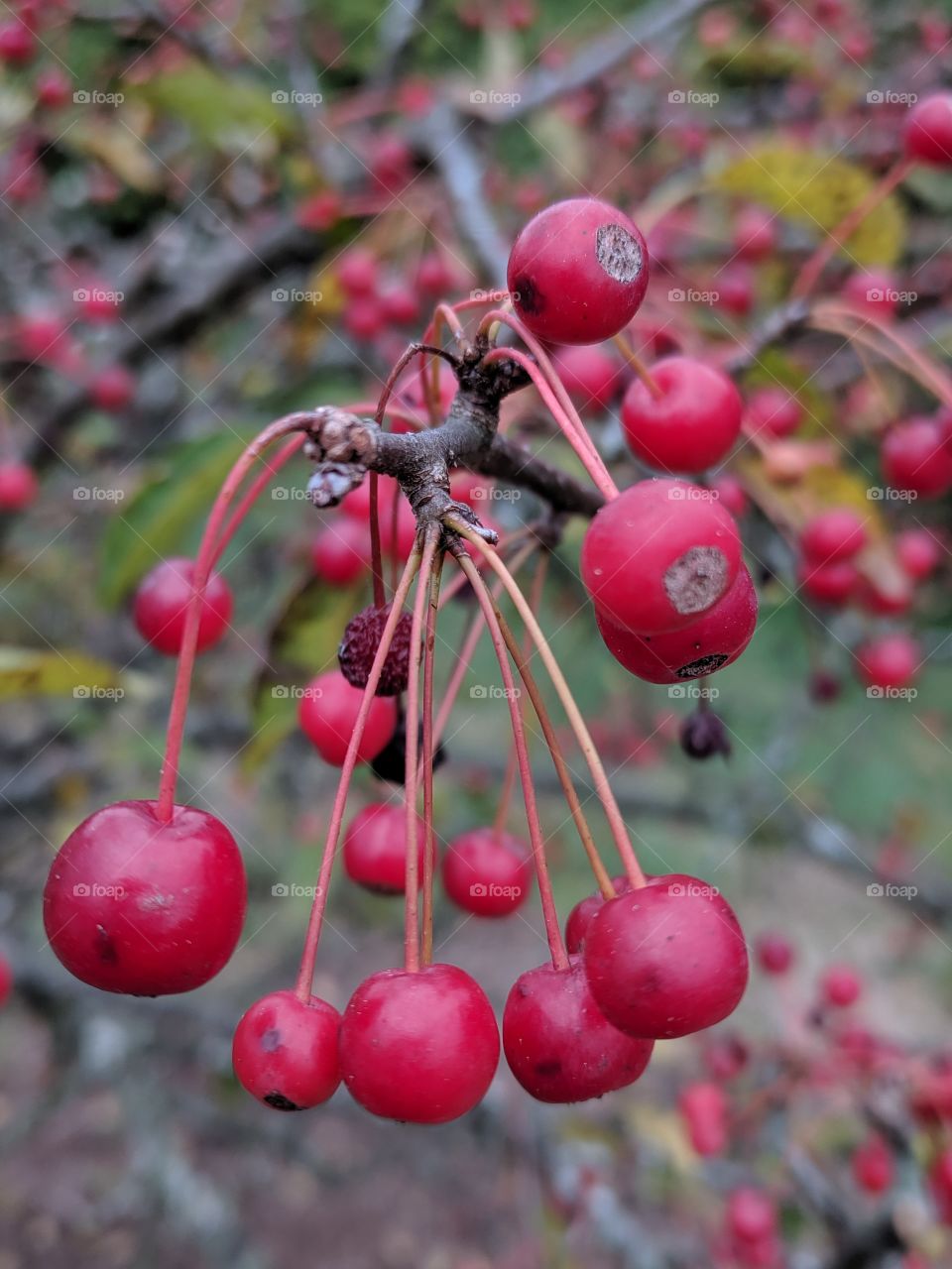 wild cherries