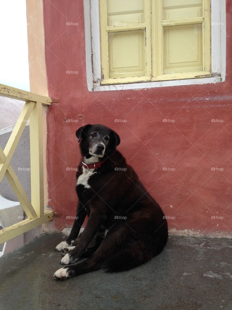 Dog, No Person, Street, One, Portrait