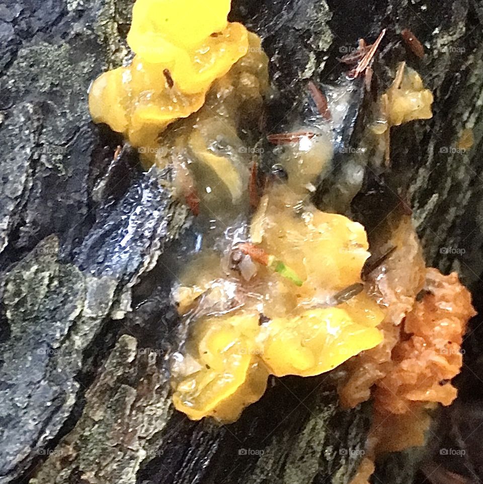 I believe it is yellow brain fungus. Or it’s cousin
