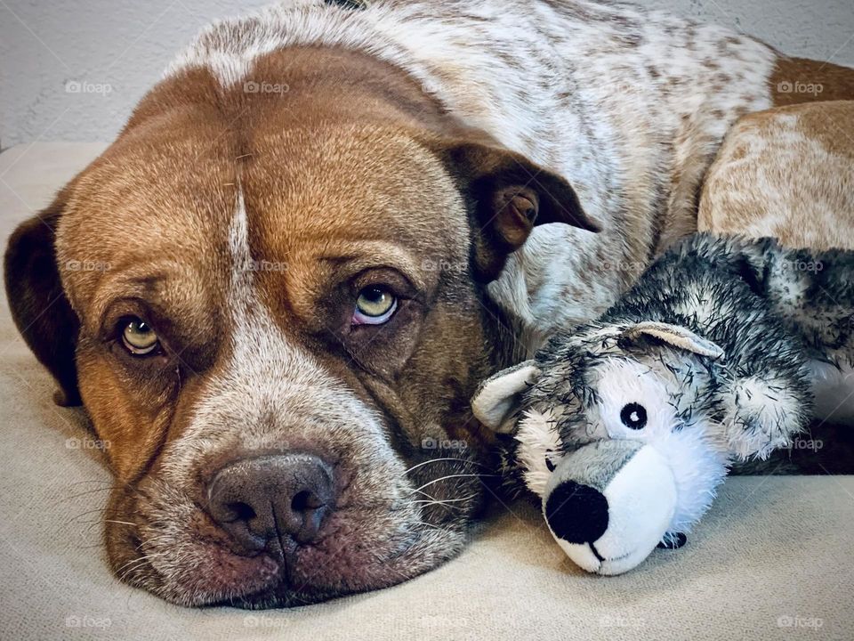 Dog and His Toy 