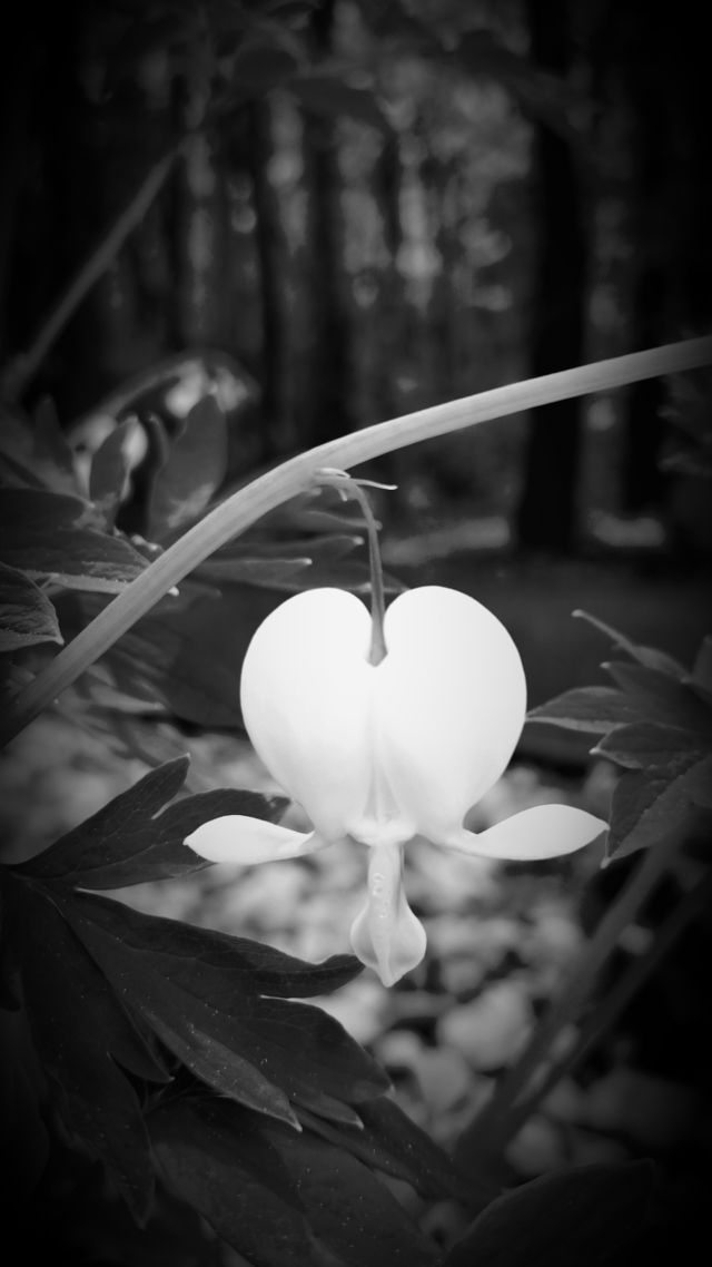Bleeding Heart