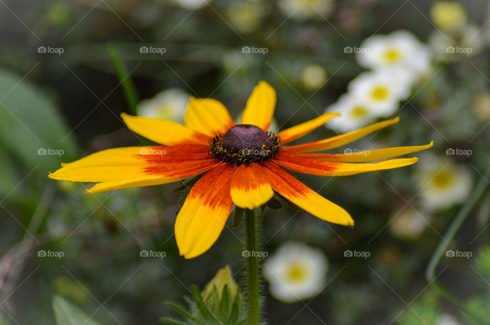 black eyed susan