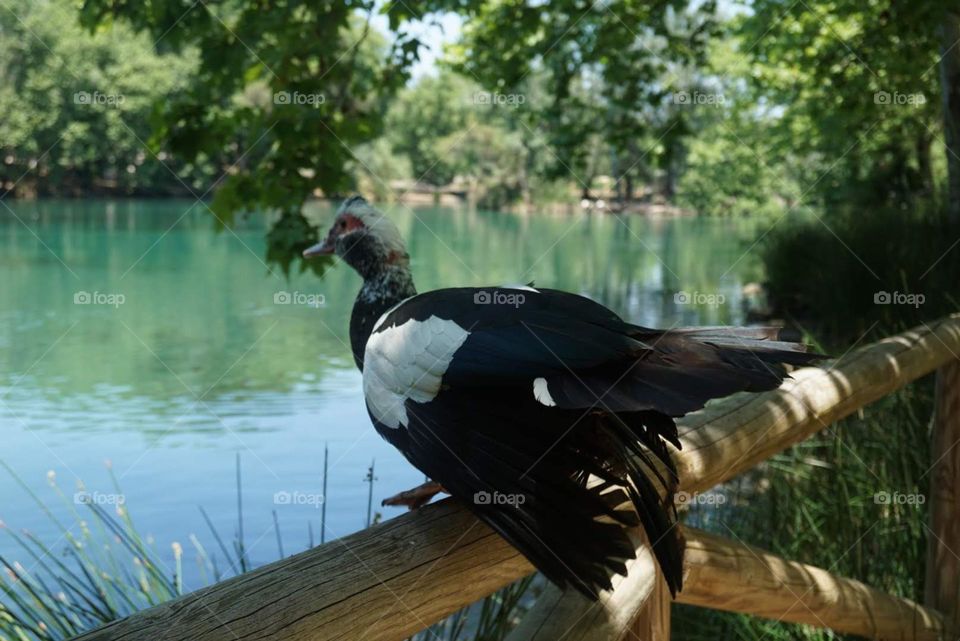 Bird#duck#nature#lake