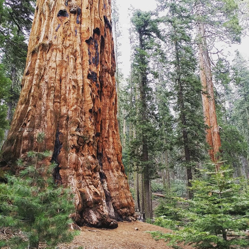 Wood, Sequoia, Tree, Redwood, Nature