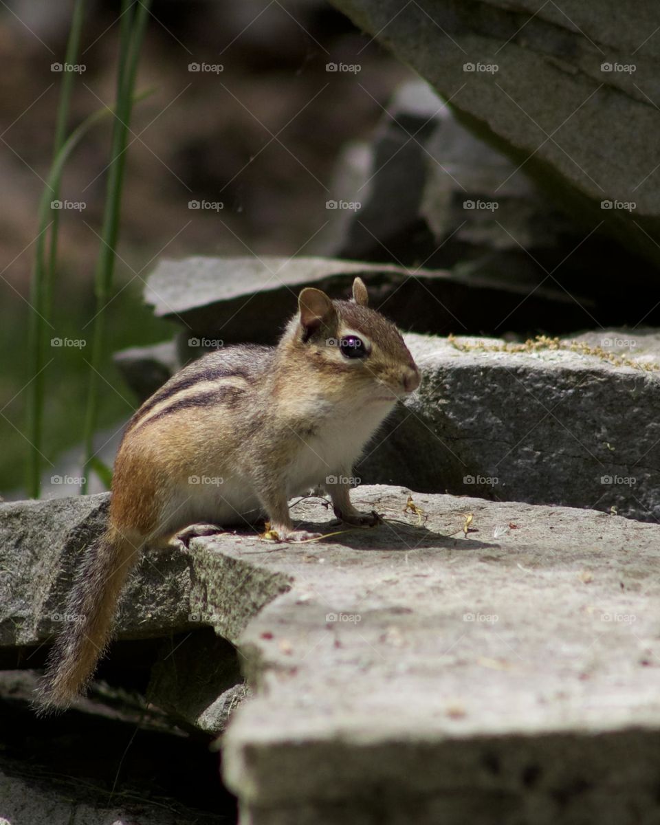 Chipmunk alert on a backyard stonewall