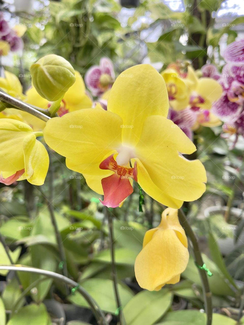 Yellow Moth Orchid