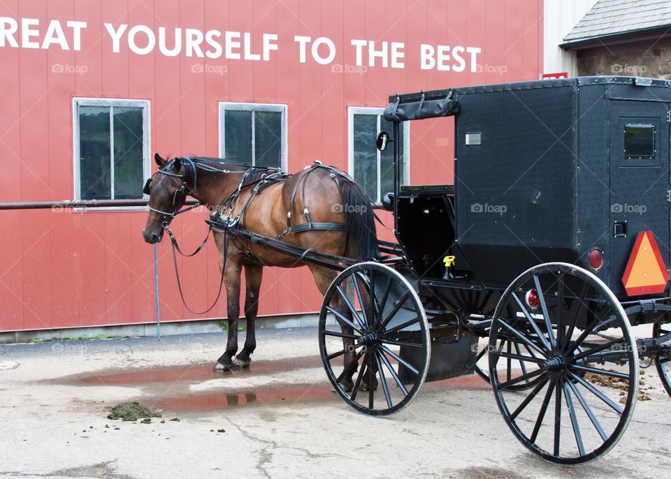 Horse and buggy 