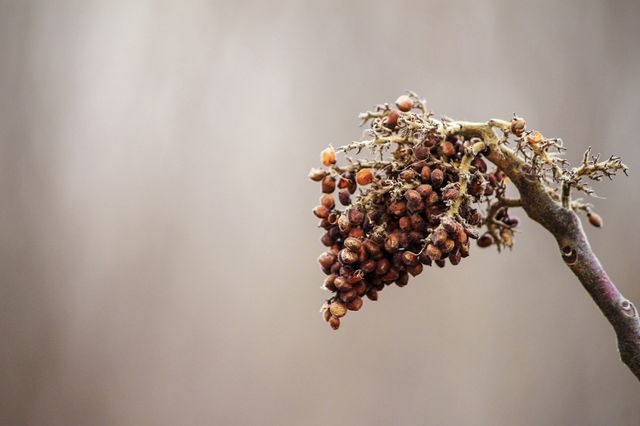 Miniature Grape Look-a-Like