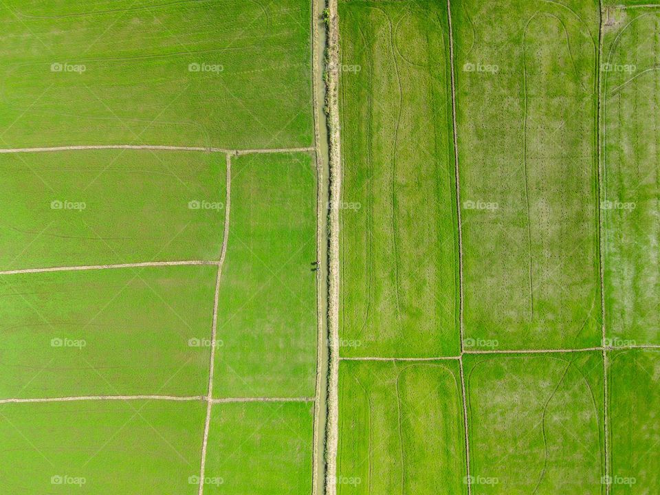Aerial Shot of unknown people walking along the greenish rice fields. 