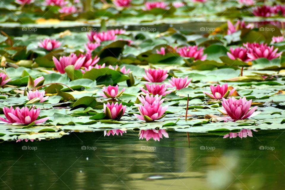 water pink lilies