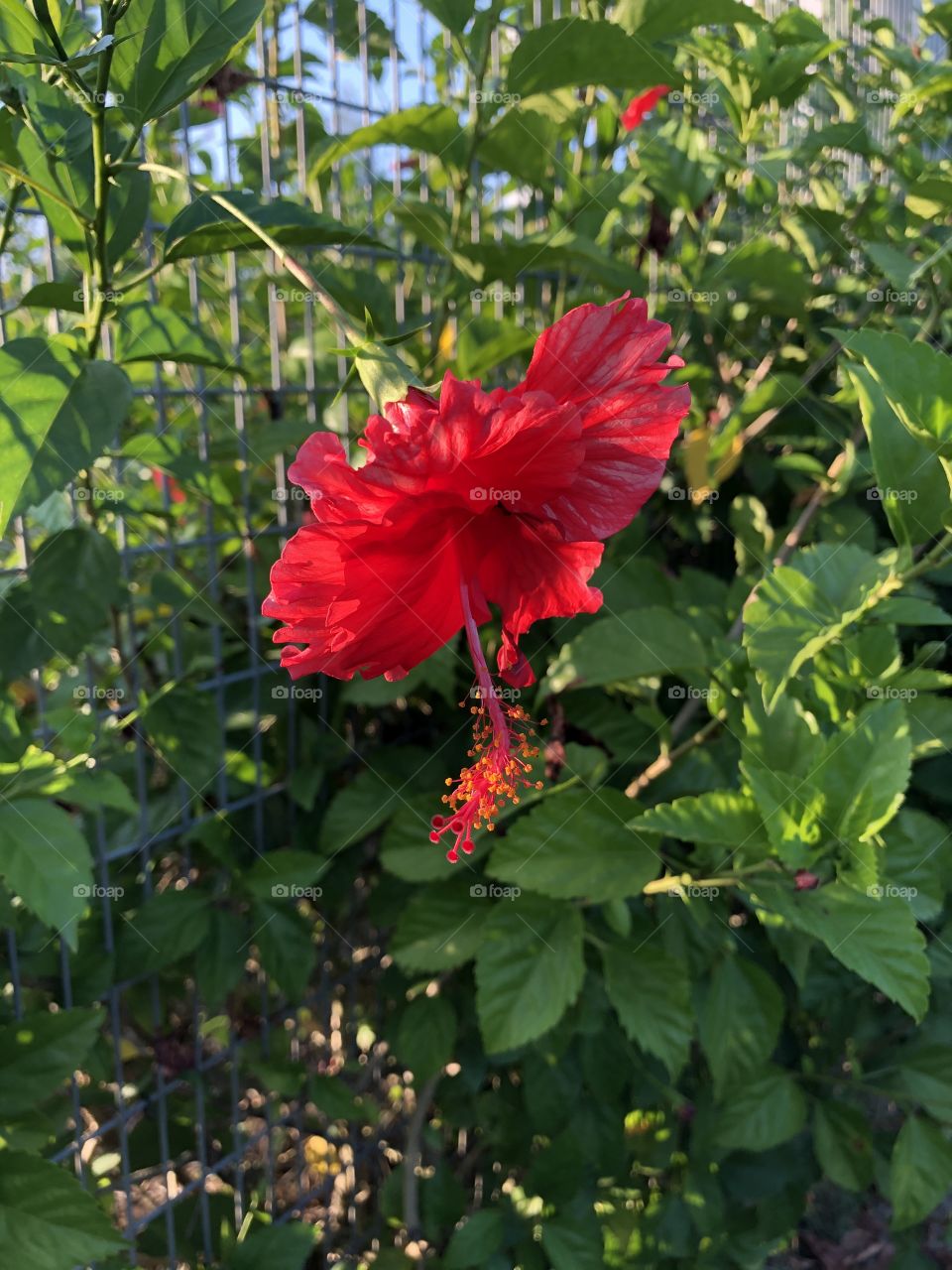 Red hibiscus 