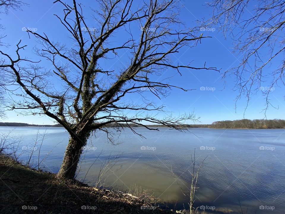 Baum am See 