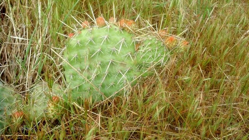 Colorado Prairie Cactus