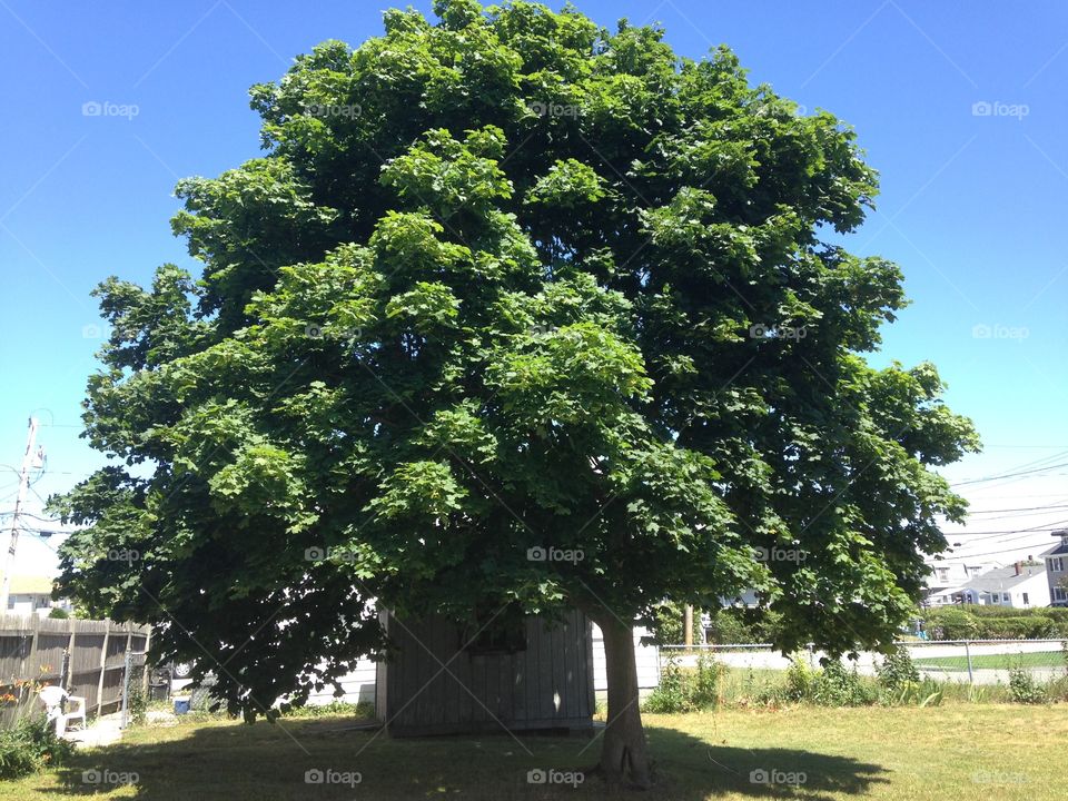 Backyard Tree